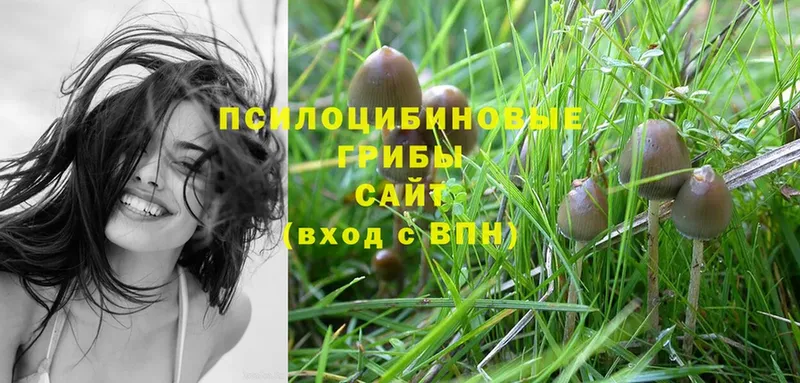 Галлюциногенные грибы Cubensis  Далматово 